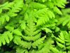 Show product details for Gymnocarpium dryopteris Plumosum